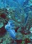 AmbergrisCaye05 - 009